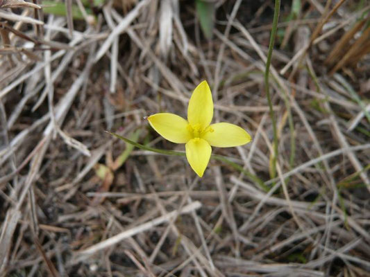 Yellow-star Grass, Hypoxis sp.