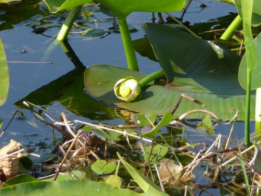 Spatter-dock, Cowlily--Nuphar luteum