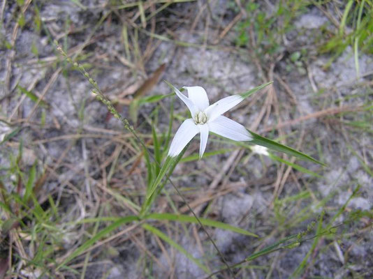 White Bracted Sedge