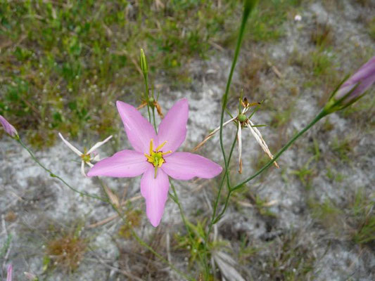 Sabatia spp.