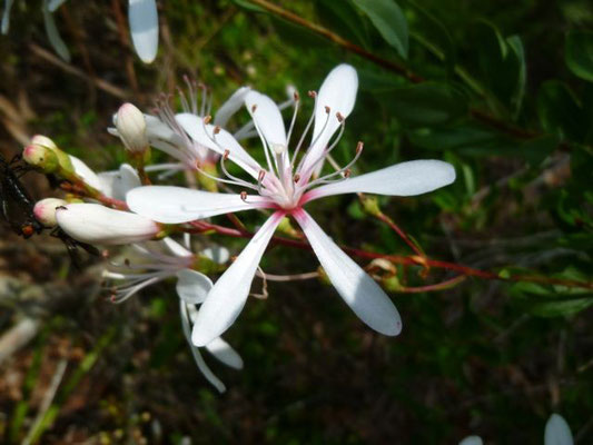 Tarflower--Bejaria racemosa