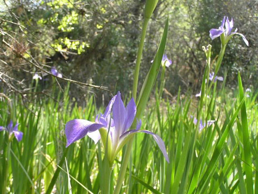 Iris, Southern Blue Flag (Iris virginica)