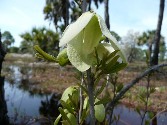 Paw Paw--Asimina reticulata