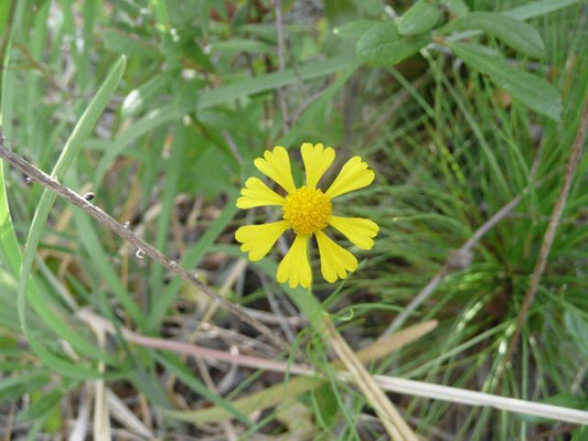 Sneezeweed, Spring Helenium-Helenium vernale