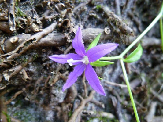 Bellflower, Florida--Campanula floridiana