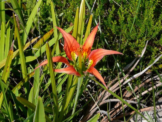 Catesby's Lily, Pine Lily--Lilium catesbaei.jpg