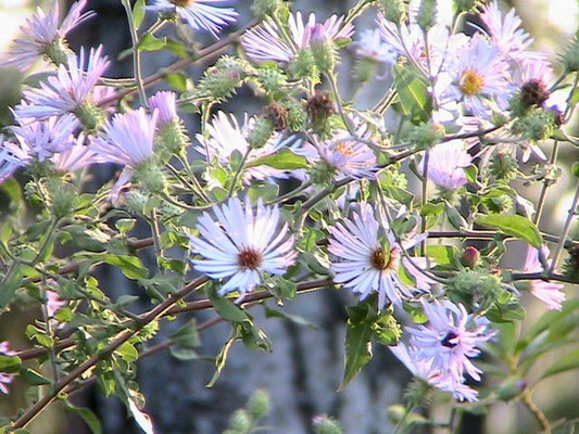 Climbing Aster--Symphyotrichum carolinianum