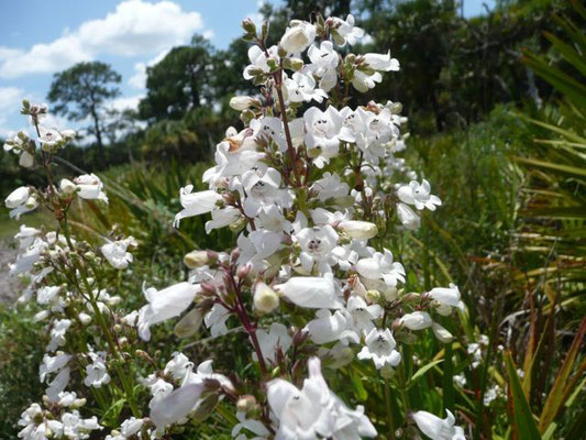 Beardtongue--Penstemon multiflorus