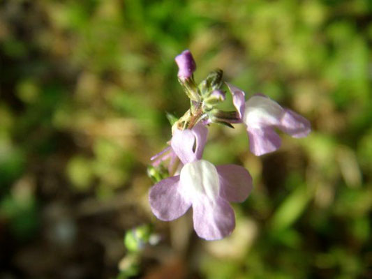 Canadian Toadflax--Linaria canadensis