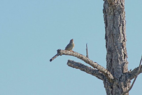 Bachman's Sparrow. Copyright 2012 William E. Heyd.  All rights reserved.