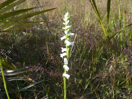 Ladies Tresses-Spiranthes vernalis