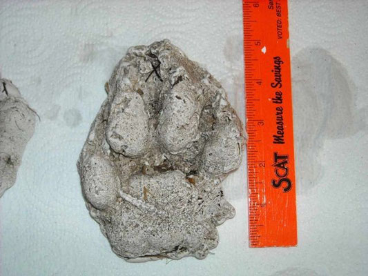Plaster cast of panther track  Feb. 2010 (same day as above photo, 500 feet away)
