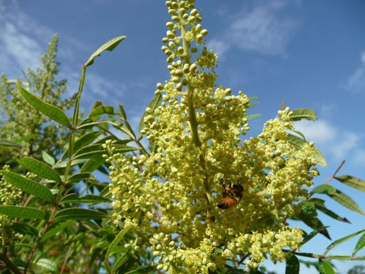 Sumac, Winged-Rhus copallina