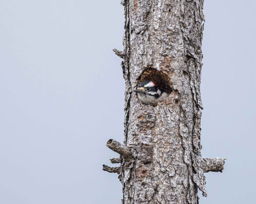 Downy Woodpecker, Photo by Carl Baer