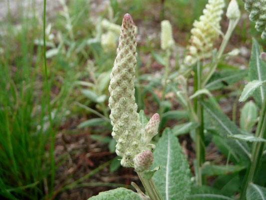 Blackroot--Pterocaulon pynostachyum