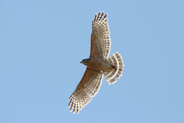 Red-shouldered hawk. Copyright 2012 William E. Heyd.  All rights reserved.