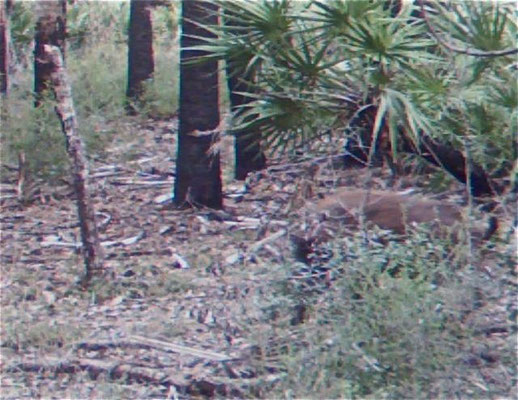 Panther in the Carlton Reserve Feb. 2010 (zoom of previous photo)