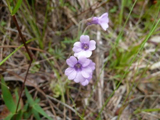 Butterwort, Small--Pinguicula Pumila