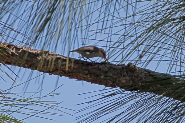 Brown-headed Nuthatch. Copyright 2012 William E. Heyd.  All rights reserved.