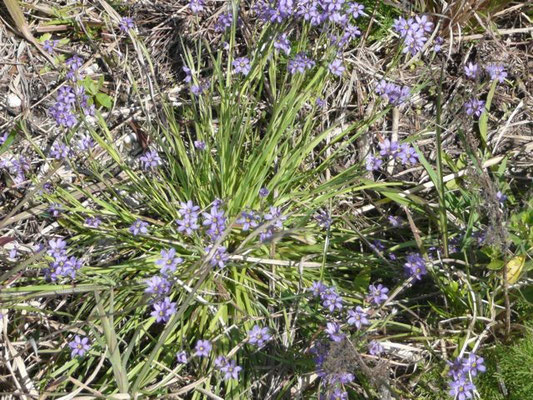 Blue-eyed grass--Sisyrinchium angustifolium