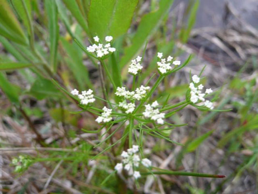 Water Cowbane - Oxypolis filiformis