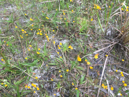 Bladderwort, Zigzag (Utricularia subulata)