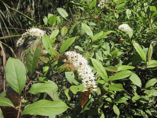Virginia Sweetspire, Virginia Willow, Tassel-white--Itea virginica