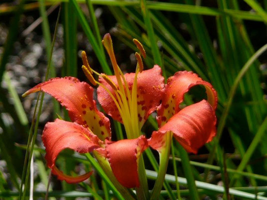 Catesby's Lily, Pine Lily--Lilium catesbaei.jpg