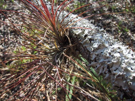 Wild Pine-Tillandsia setacea