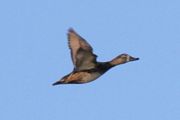 Ring-neck duck (female). Copyright 2012 William E. Heyd.  All rights reserved.