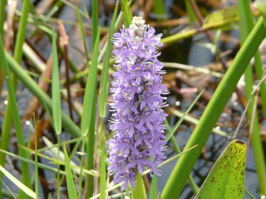 Pickerelweed--Pontederia cordata