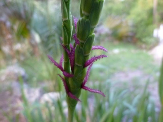 Fakahatchee Grass, Tripsacum dactyloides