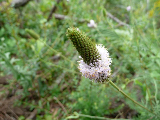 White Tassels, Dalea carnea