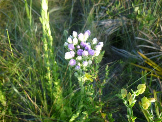 Paintbrush--Carphephorus corymbosus