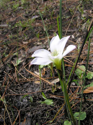 Atamasco Lily--Zephyranthes atamasca