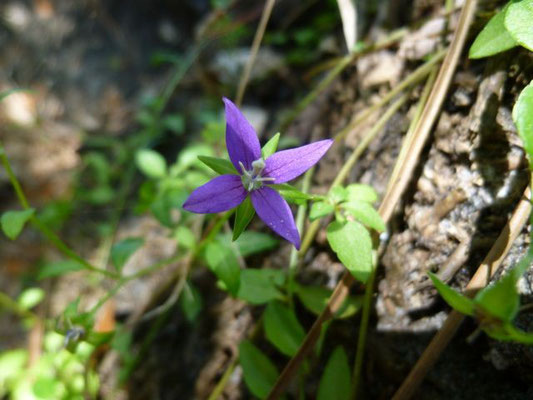 Bellflower, Florida--Campanula floridiana