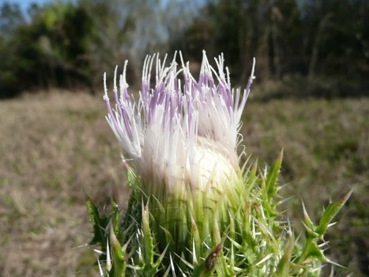 Thistle, Purple-Cirsium horridulum