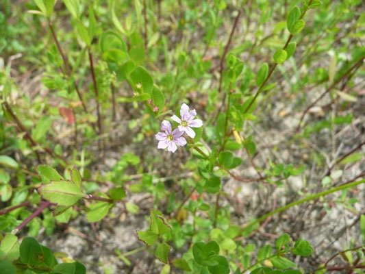 Loosestrife, Winged--Lythrum Alatum