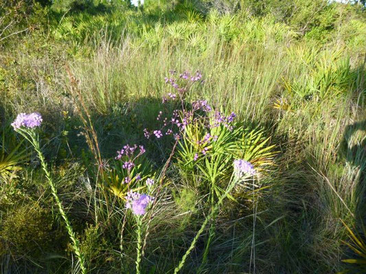 Paintbrush--Carphephorus corymbosus