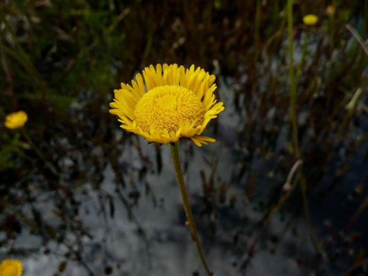 Sneezeweed-Helenium amarum