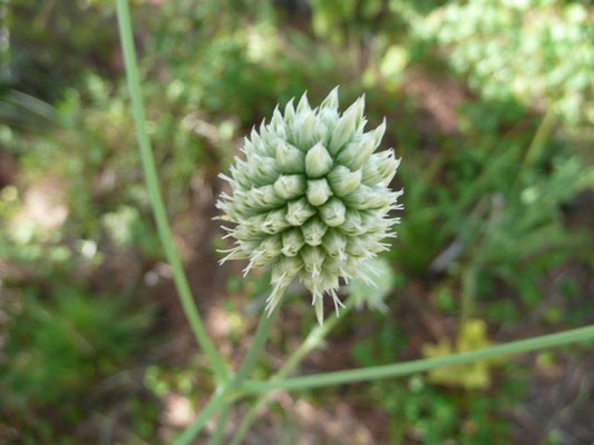 Rattlesnakemaster, Button--Eryngium yuccifolium