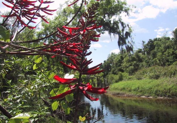 Coral Bean--Erythrina herbacea