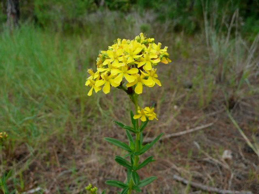 St. John's Wort--Hypericum sp.