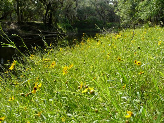 Tickseed, Leavenworth's-Coreopsis leavenworthii