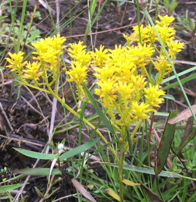 LOW PINEBARREN MILKWORT, Polygala ramosa