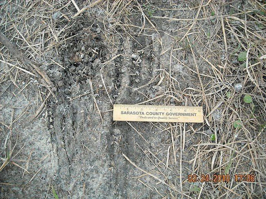 Panther track in the Carlton Reserve Feb. 2010 (telltale scrape)