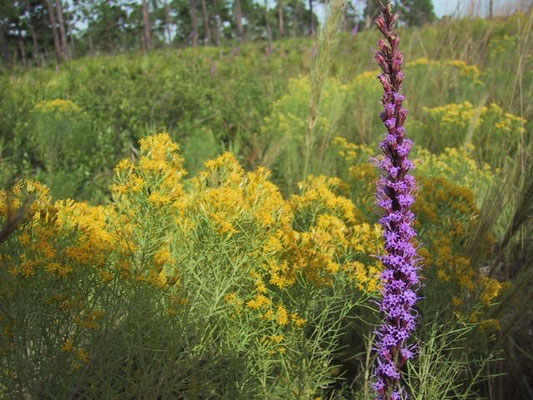 Blazing Star, Gayfeather--Liatris sp.