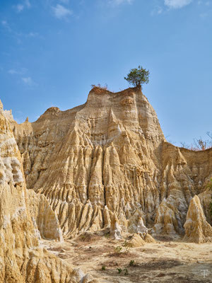 Yuan Mou earth forest