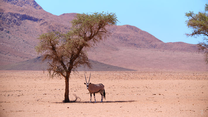 Oryx, das Nationalsymbol Namibias