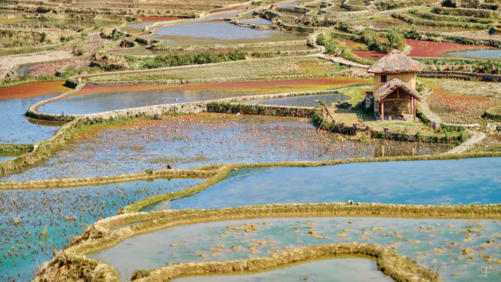 Yuan Yang rice terrace